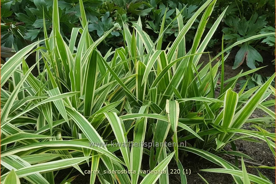 Carex siderosticta 'Variegata'