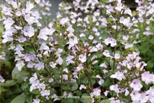 Calamintha nepeta