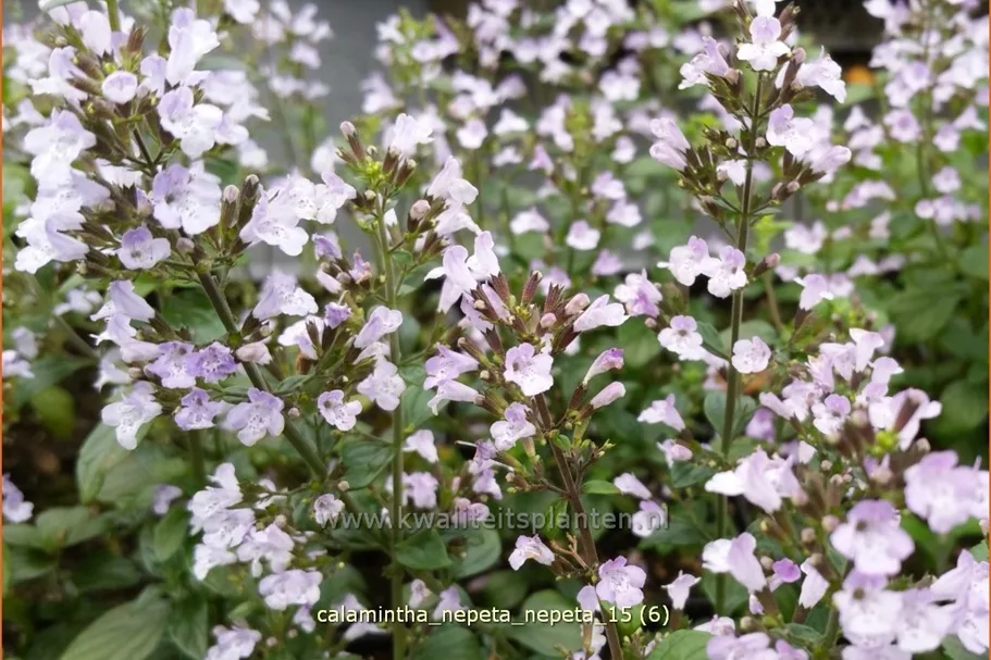 Calamintha nepeta