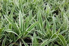 Carex siderosticta 'Variegata'
