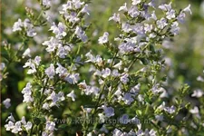 Calamintha nepeta