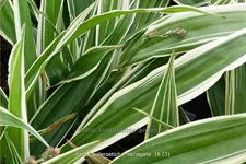 Carex siderosticta 'Variegata'