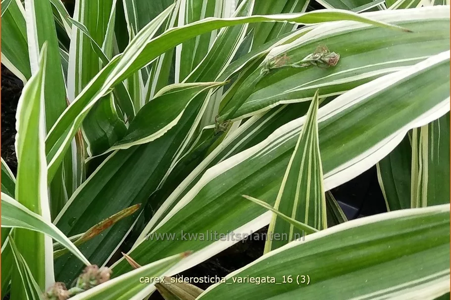 Carex siderosticta 'Variegata'