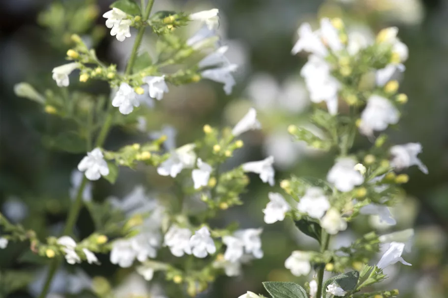 Calamintha nepeta