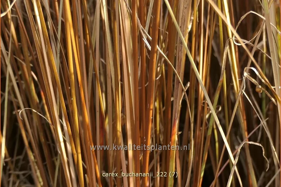 Carex buchananii