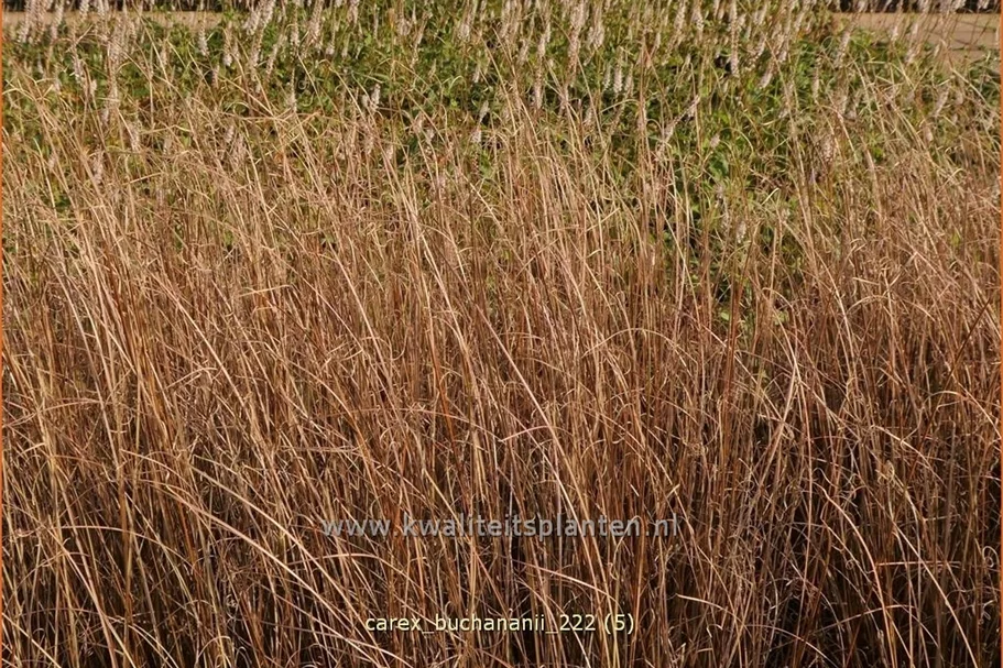 Carex buchananii