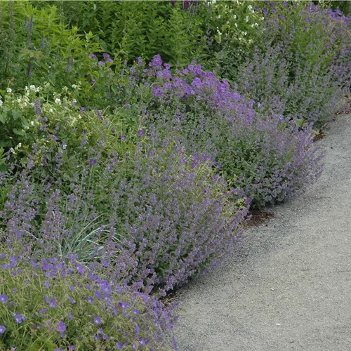 Calamintha nepeta