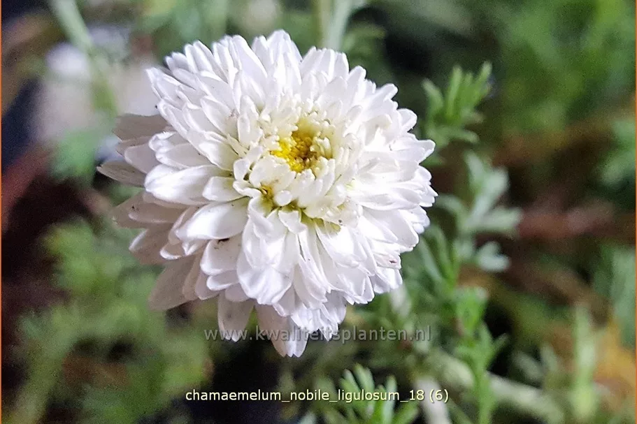 Chamaemelum nobile 'Ligulosum'