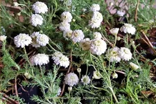 Chamaemelum nobile 'Ligulosum'