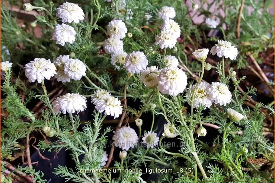 Chamaemelum nobile 'Ligulosum'