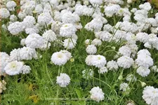 Chamaemelum nobile 'Ligulosum'