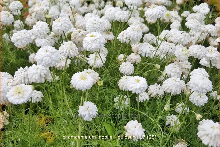 Chamaemelum nobile 'Ligulosum'