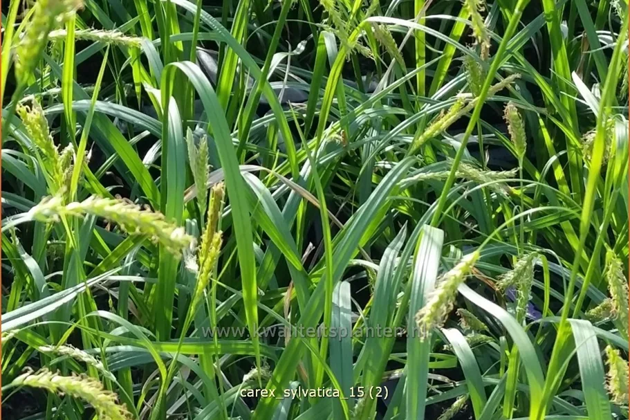 Carex sylvatica