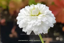 Chamaemelum nobile 'Ligulosum'