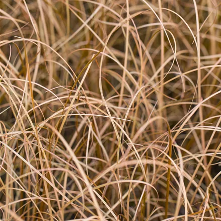 Carex buchananii