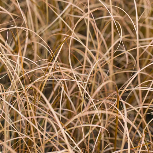 Carex buchananii