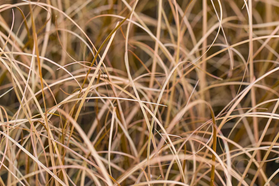 Carex buchananii