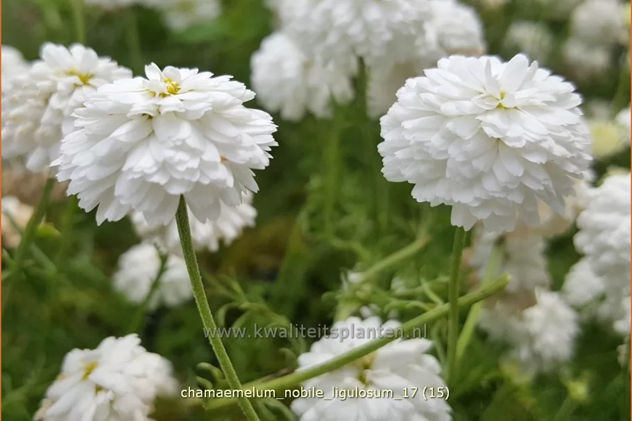 Chamaemelum nobile 'Ligulosum'