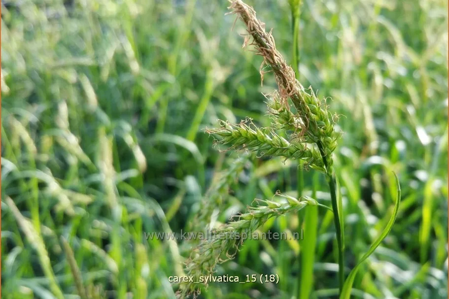 Carex sylvatica