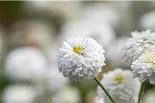 Chamaemelum nobile 'Ligulosum'