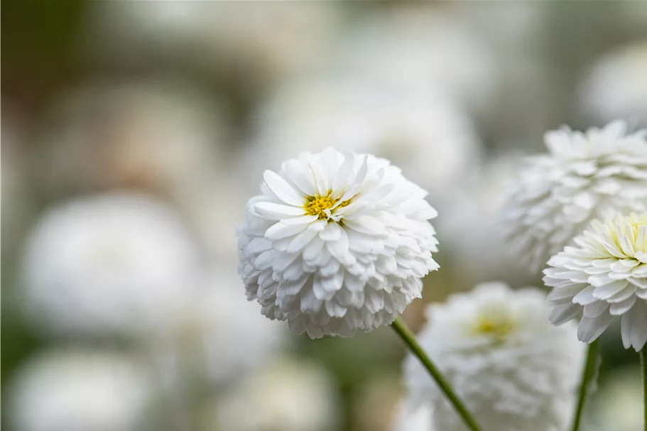 Chamaemelum nobile 'Ligulosum'