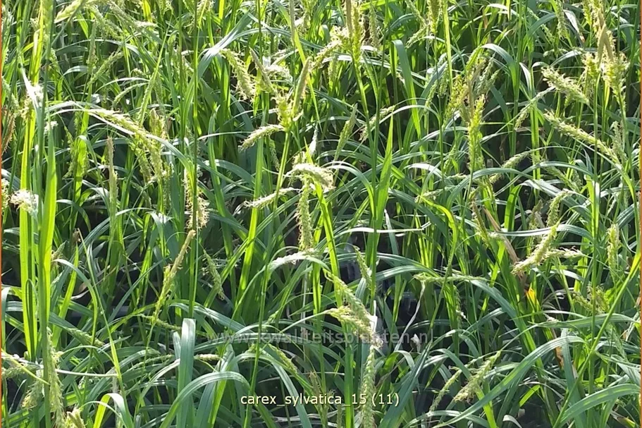 Carex sylvatica