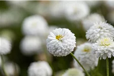 Chamaemelum nobile 'Ligulosum'