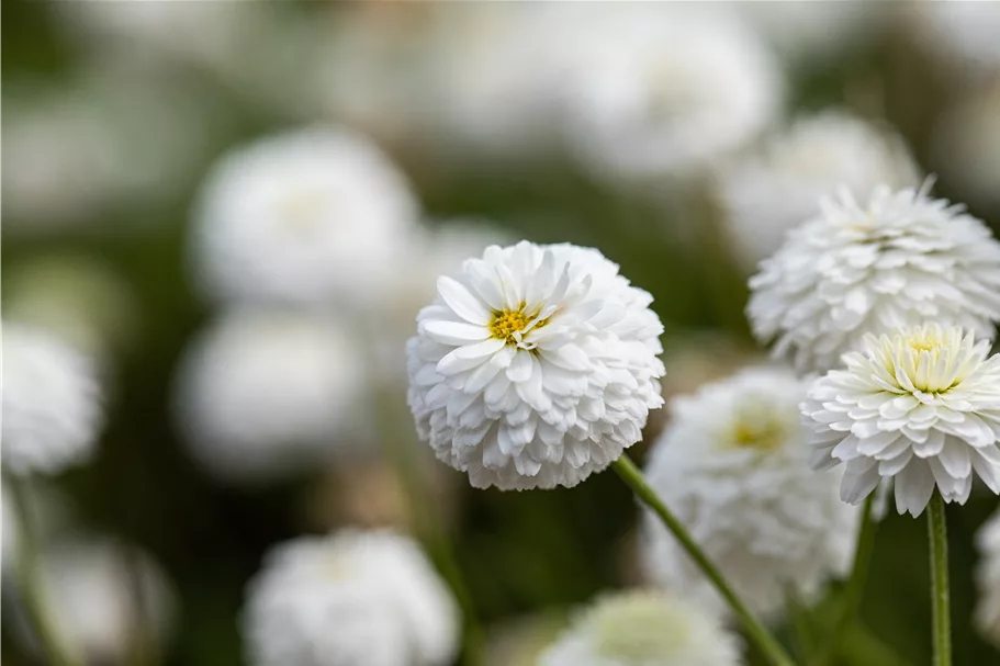 Chamaemelum nobile 'Ligulosum'