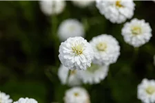 Chamaemelum nobile 'Ligulosum'