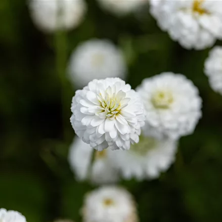 Chamaemelum nobile 'Ligulosum'