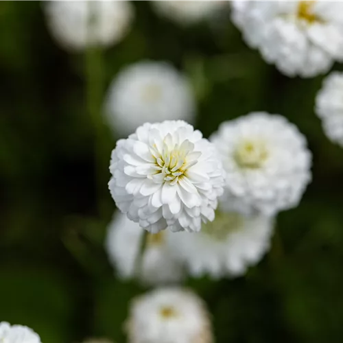 Chamaemelum nobile 'Ligulosum'