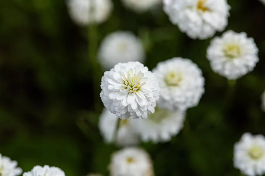 Chamaemelum nobile 'Ligulosum'