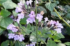 Calamintha nepeta 'Blue Cloud'