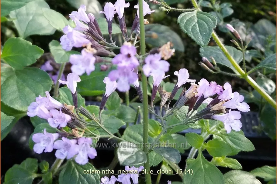 Calamintha nepeta 'Blue Cloud'