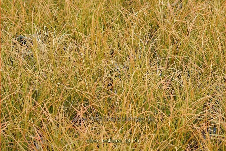 Carex testacea