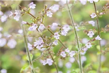 Calamintha nepeta 'Blue Cloud'