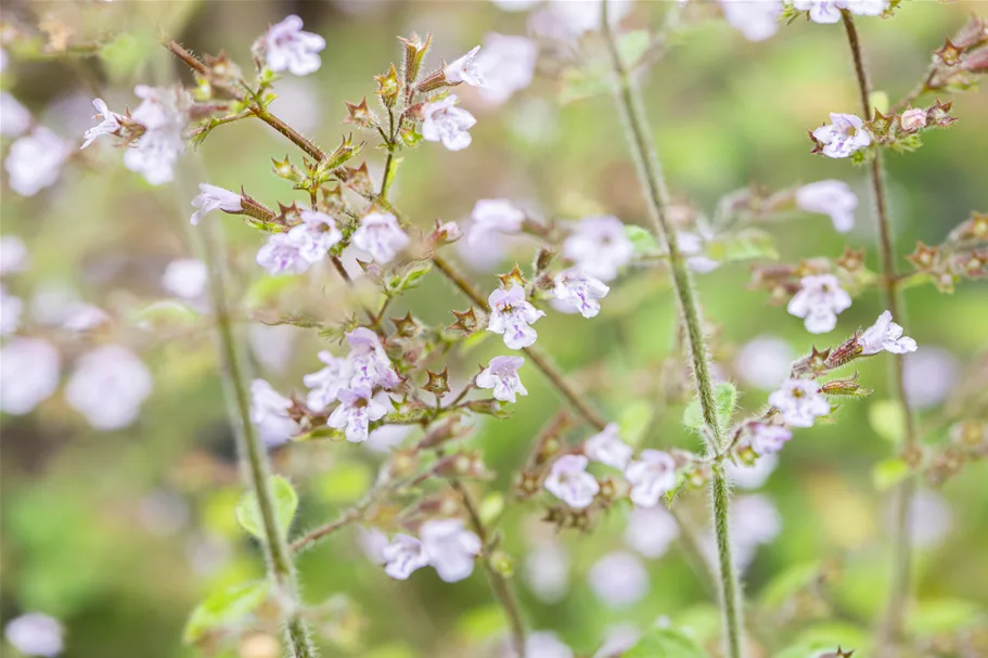 Calamintha nepeta 'Blue Cloud'