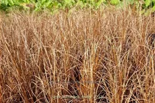 Carex buchananii 'Firefox'