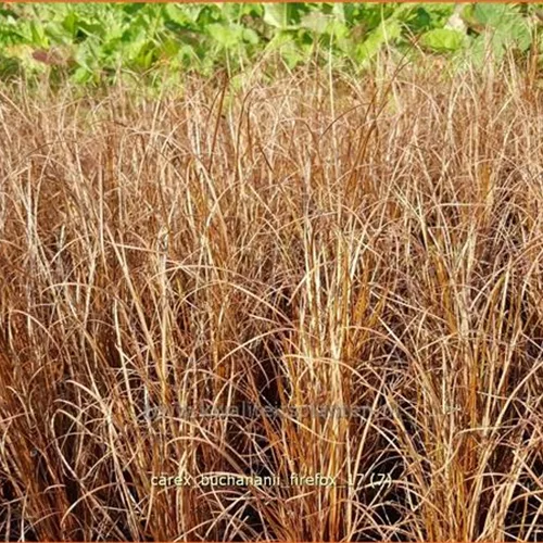 Carex buchananii 'Firefox'