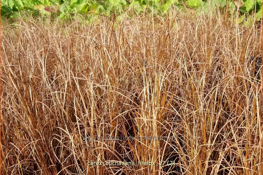 Carex buchananii 'Firefox'
