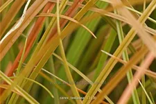 Carex testacea