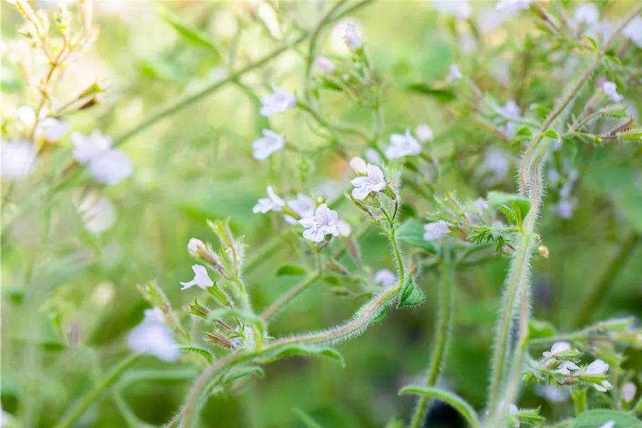 Calamintha nepeta 'Blue Cloud'