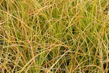 Carex testacea