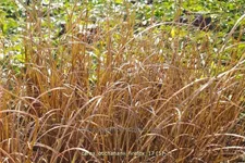 Carex buchananii 'Firefox'
