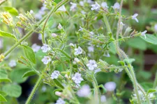 Calamintha nepeta 'Blue Cloud'
