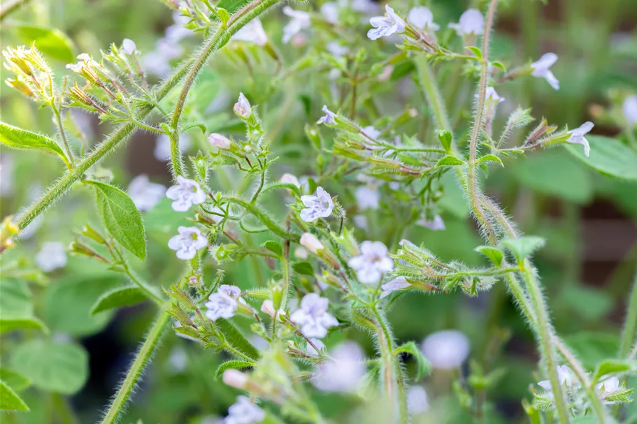 Calamintha nepeta 'Blue Cloud'