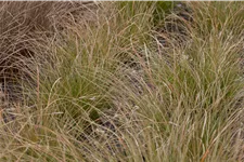 Carex testacea 'Prairie Fire'