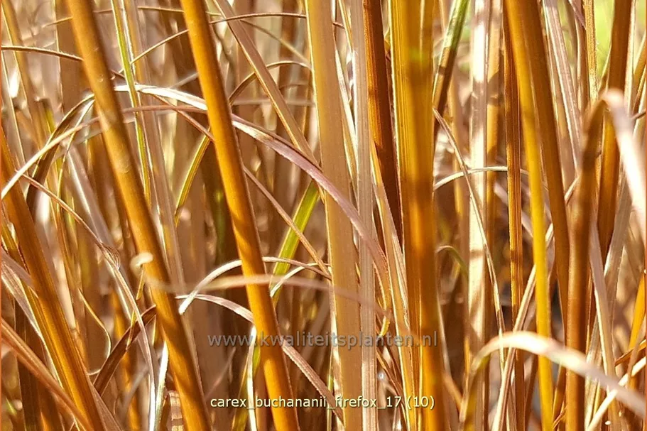 Carex buchananii 'Firefox'