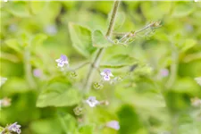 Calamintha nepeta 'Blue Cloud'