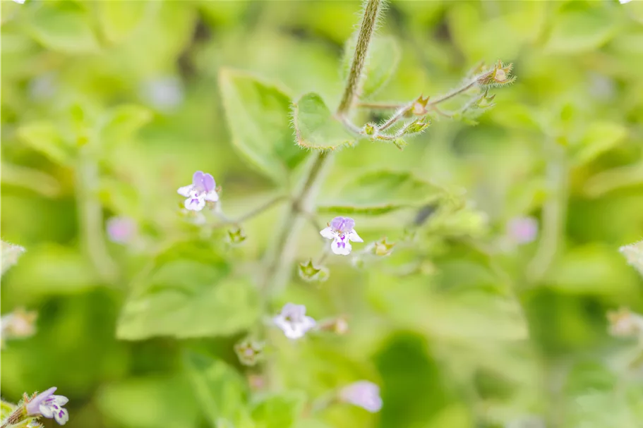 Calamintha nepeta 'Blue Cloud'